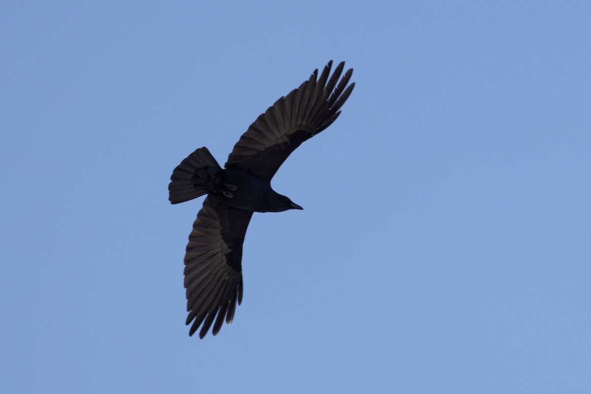 Fish Crow - ML646537177