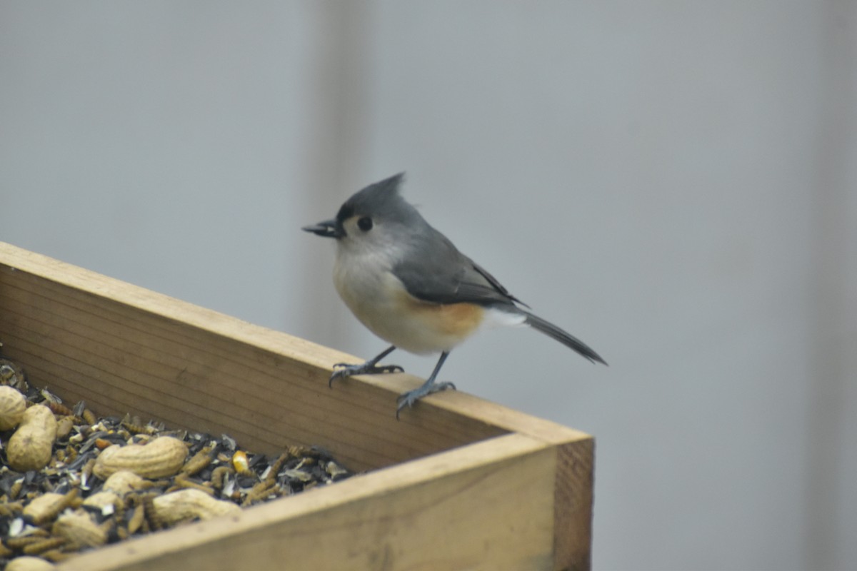 Tufted Titmouse - ML646537178
