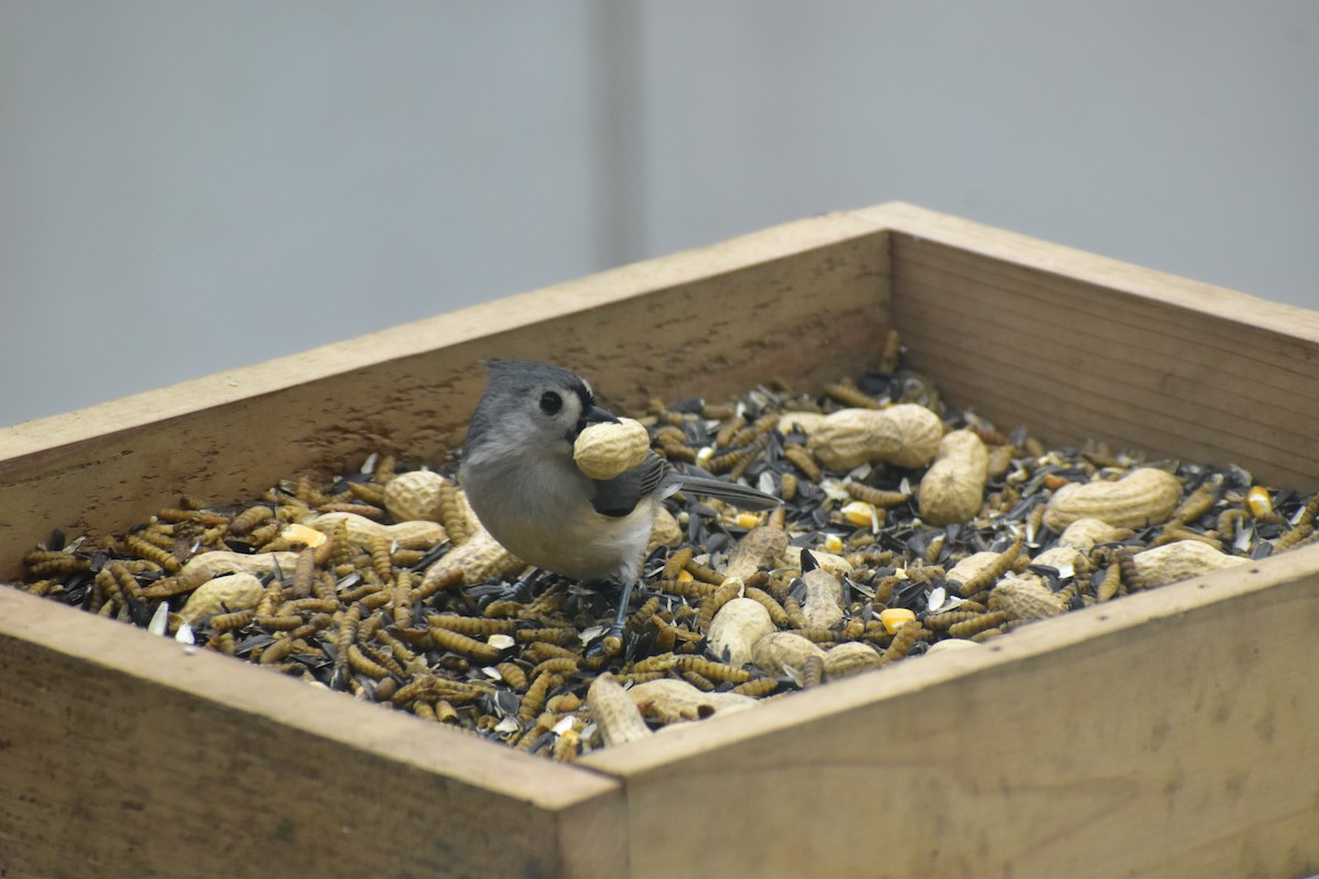 Tufted Titmouse - ML646537180