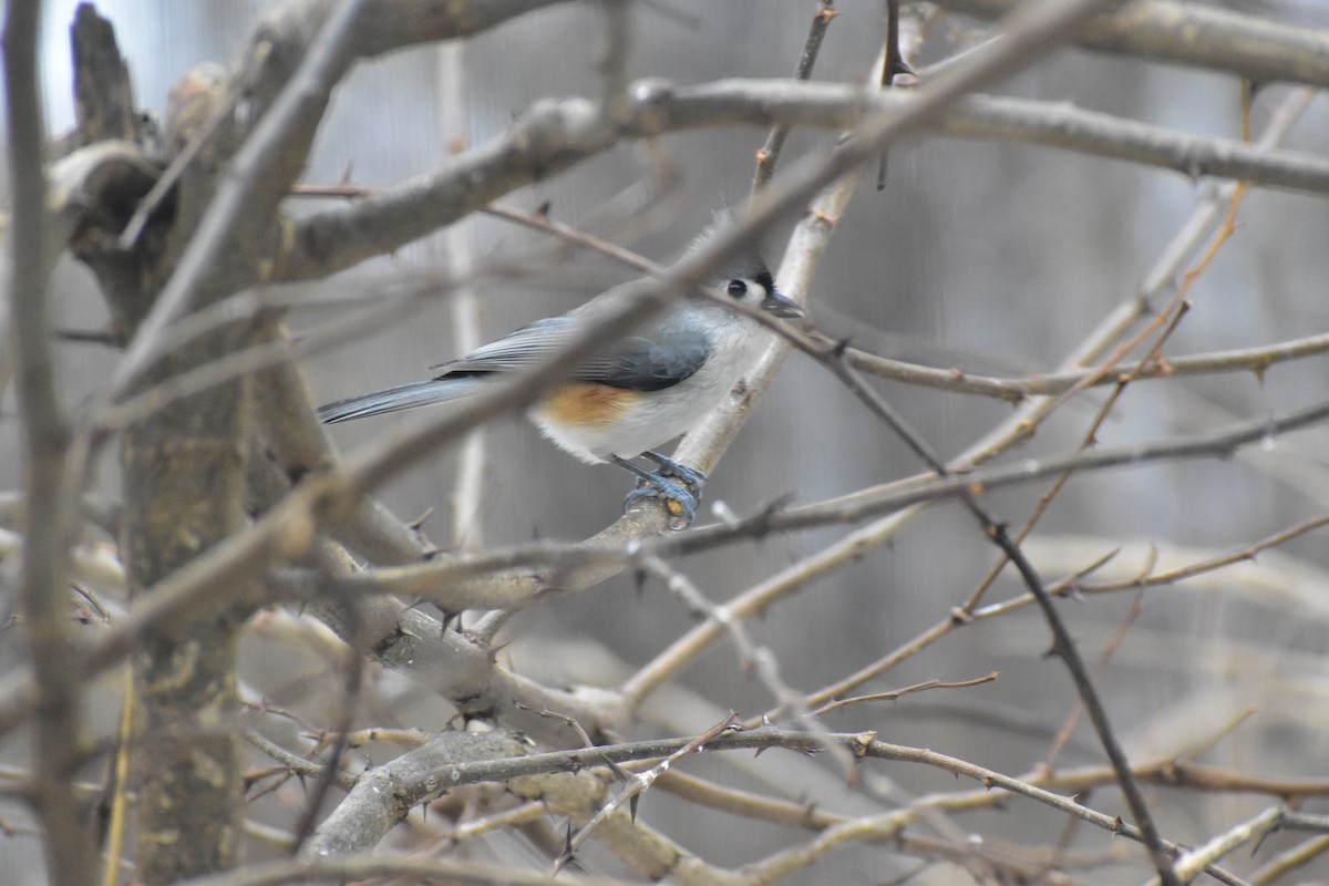 Tufted Titmouse - ML646537181