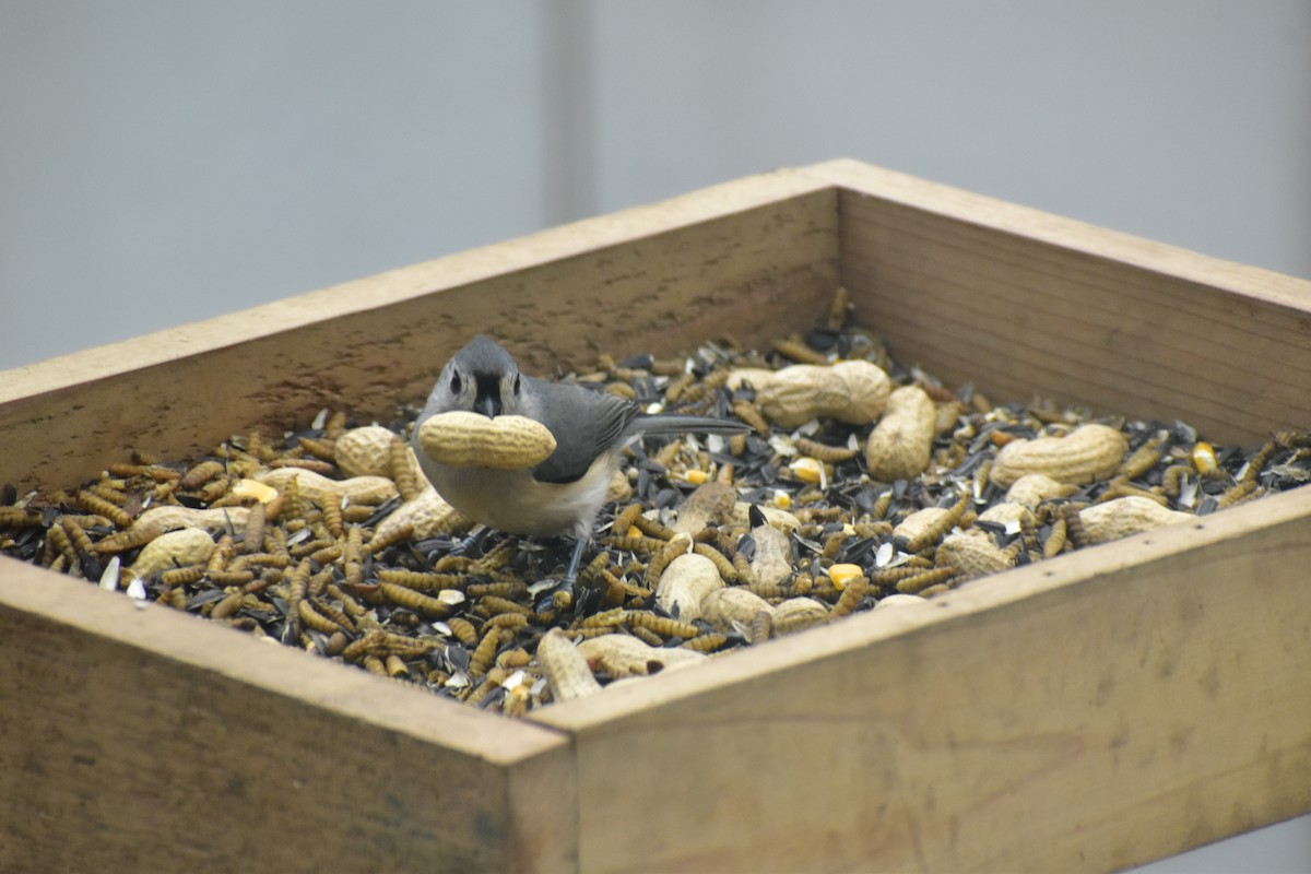 Tufted Titmouse - ML646537182