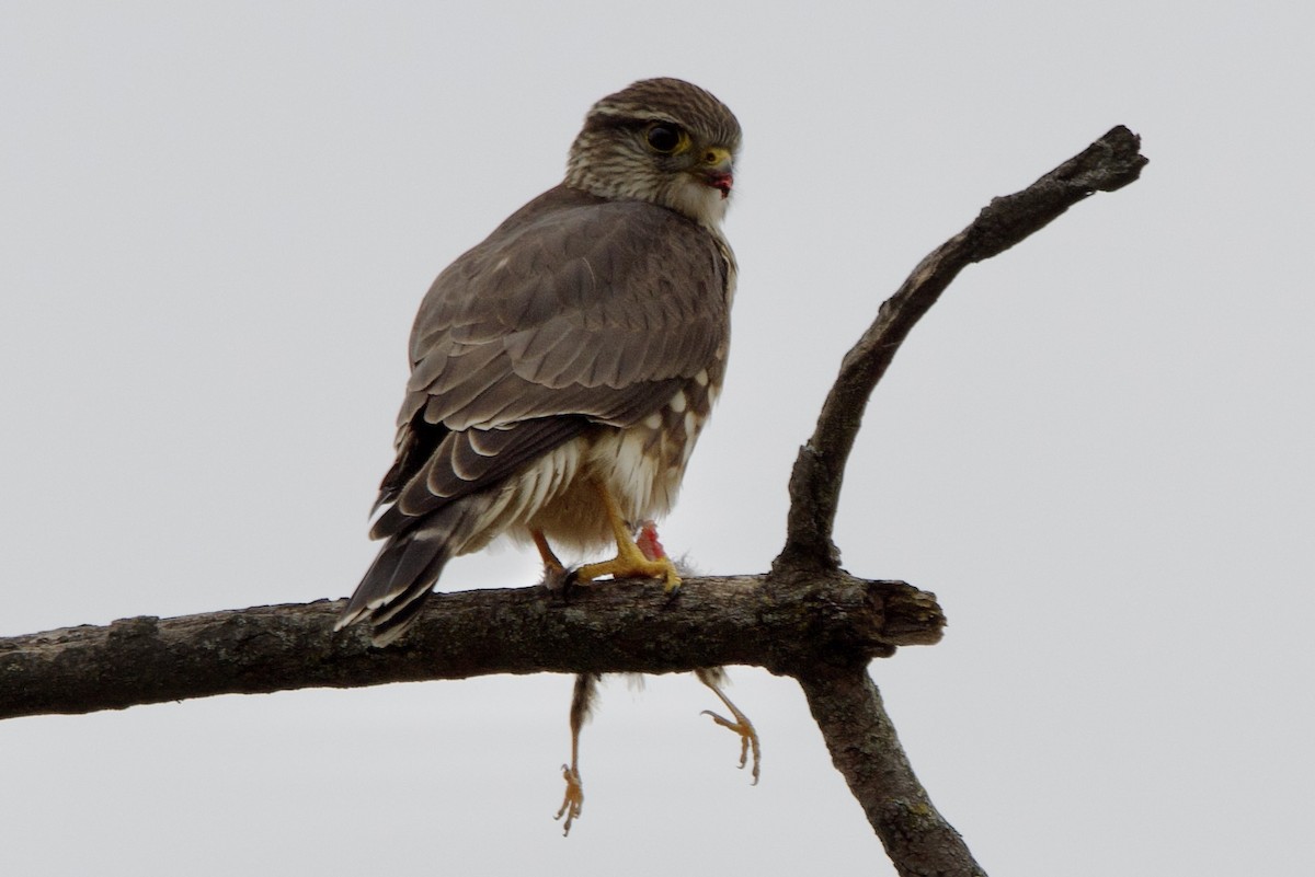 dřemlík tundrový - ML646537186