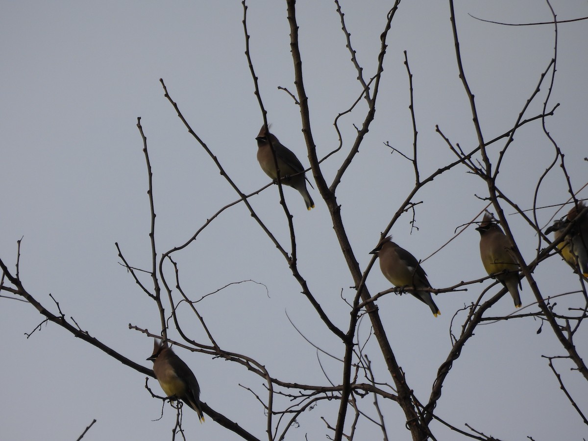 brkoslav americký - ML646537187