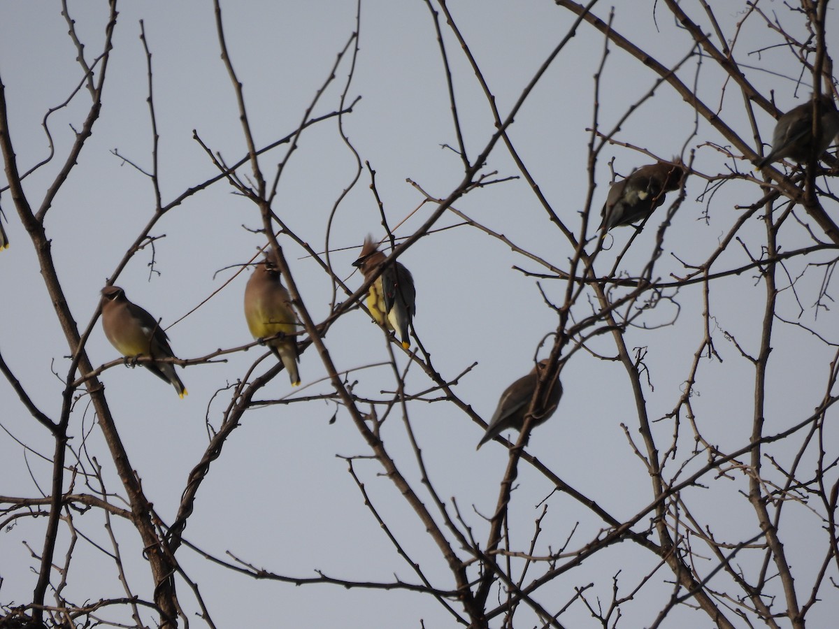 brkoslav americký - ML646537188