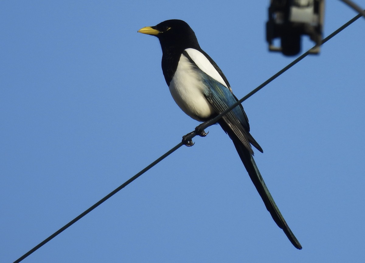 Yellow-billed Magpie - ML646537194