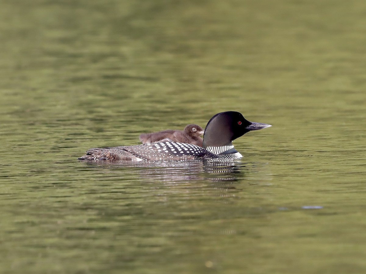 potáplice lední - ML646537195