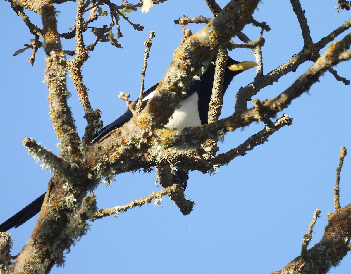 Yellow-billed Magpie - ML646537196