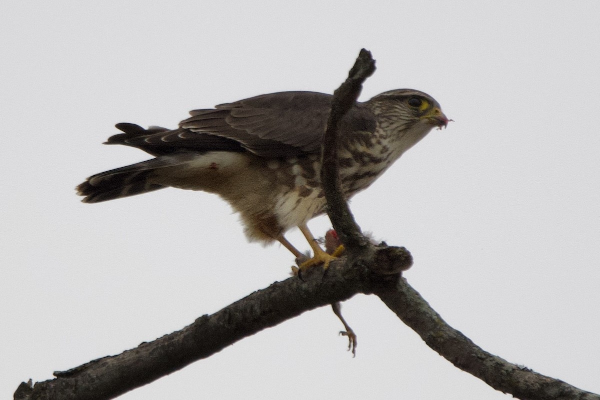 dřemlík tundrový - ML646537197