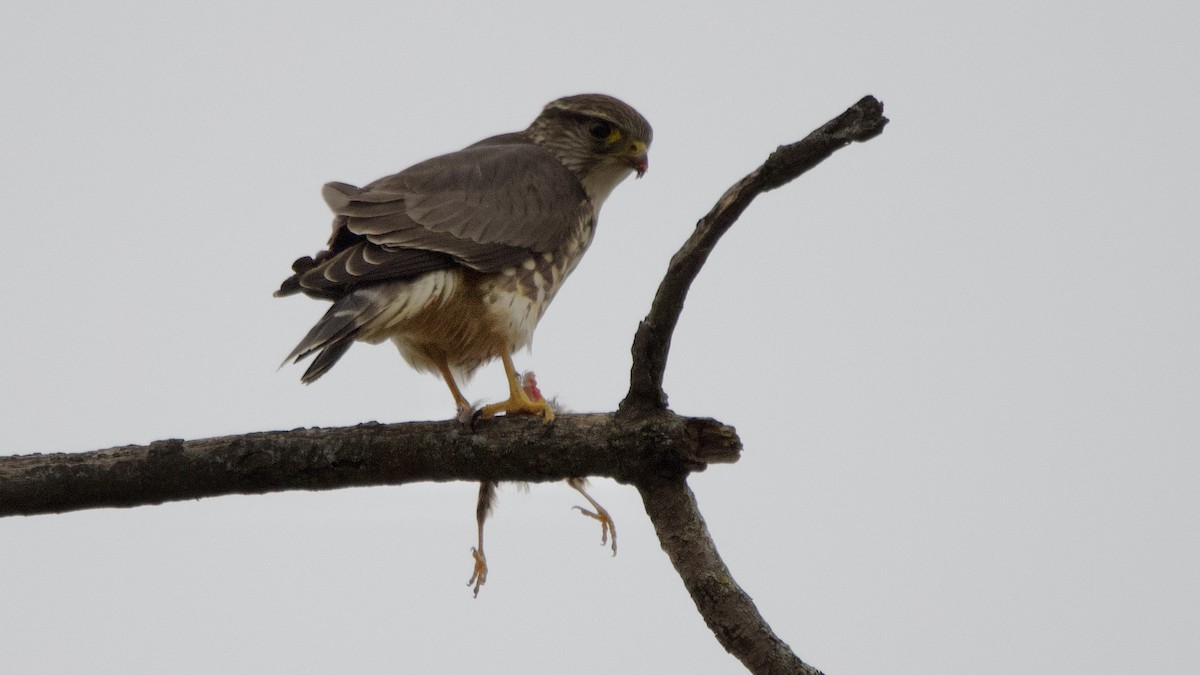 dřemlík tundrový - ML646537198