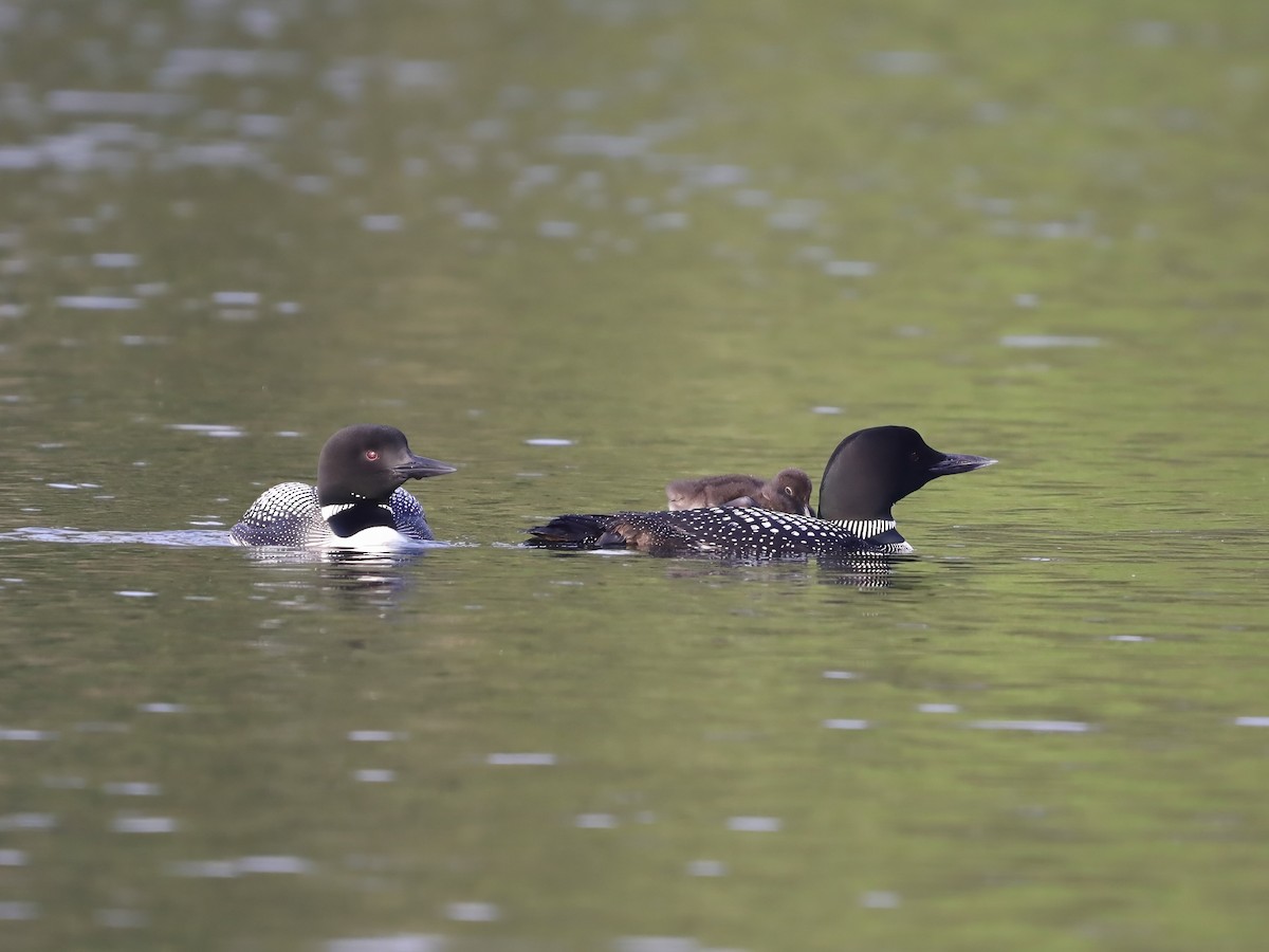 potáplice lední - ML646537200