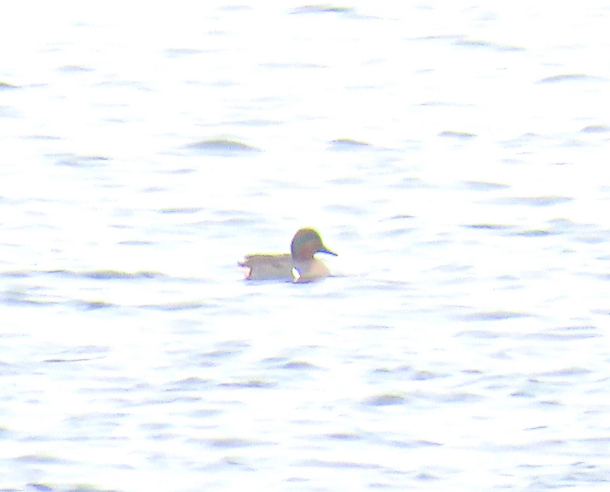 Cerceta Común - ML646537201