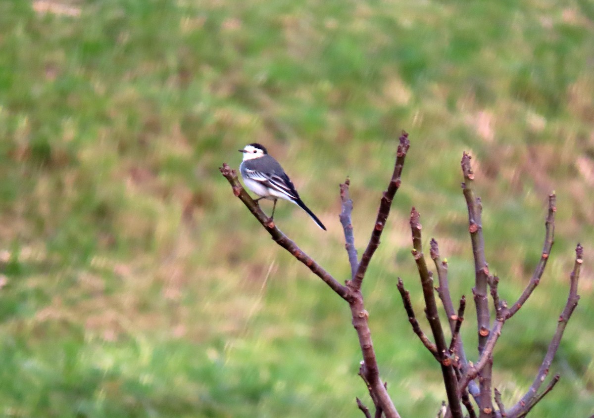 Bergeronnette grise - ML646537202