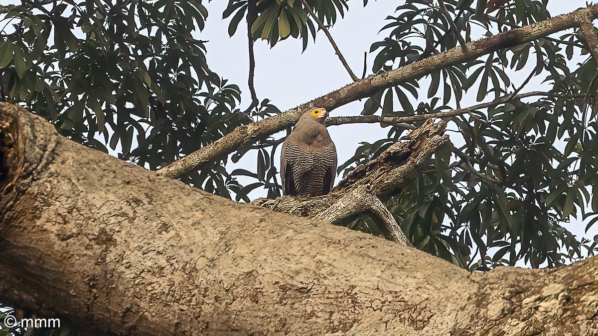 African Harrier-Hawk - ML646537203