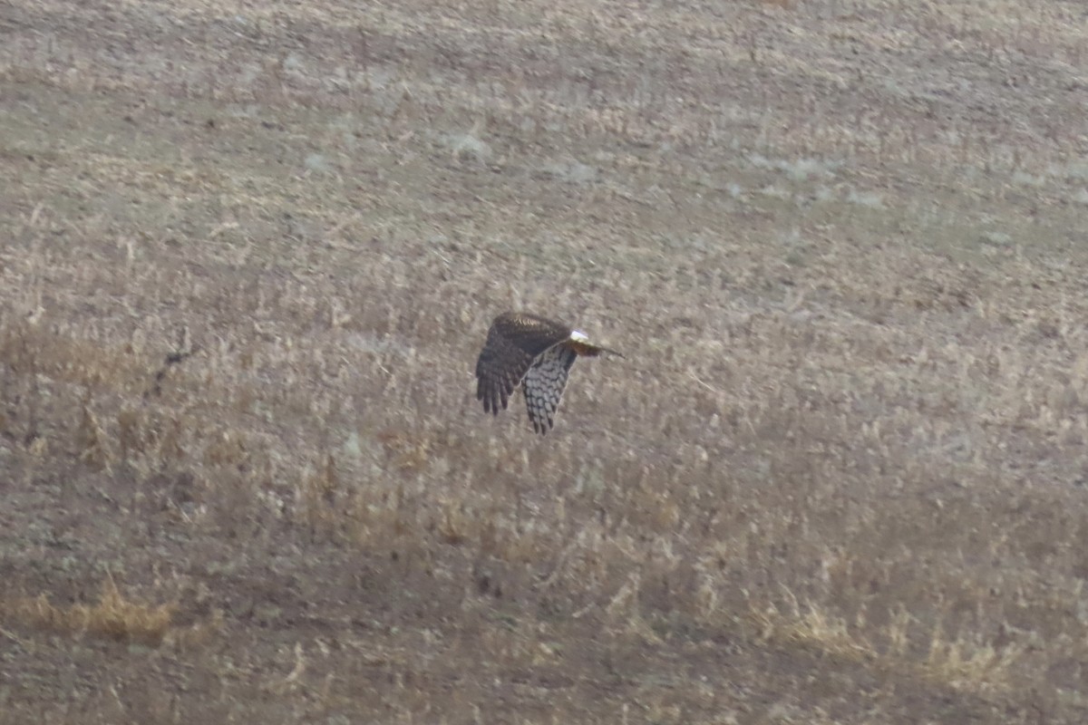 Northern Harrier - ML646537206