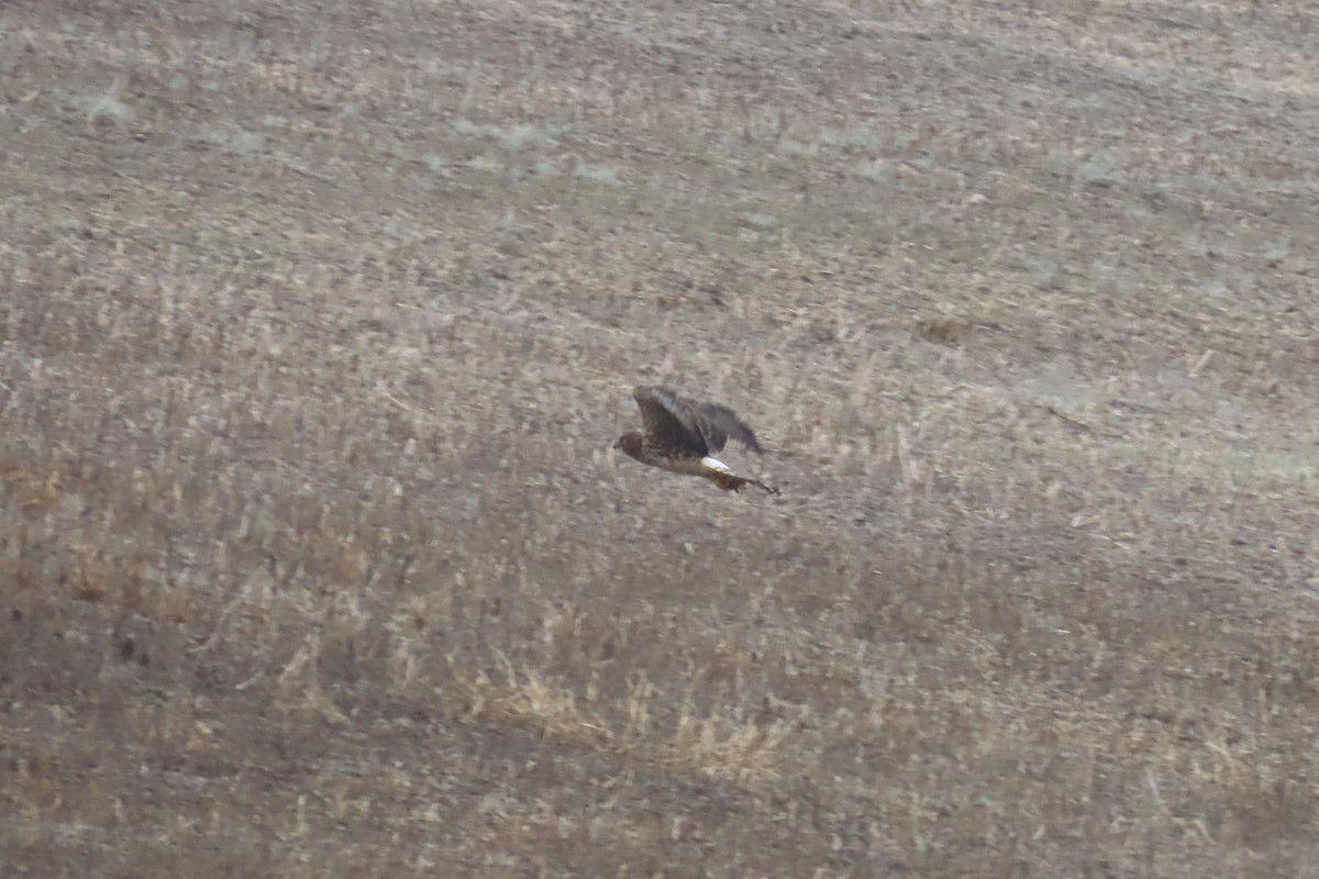 Northern Harrier - ML646537207