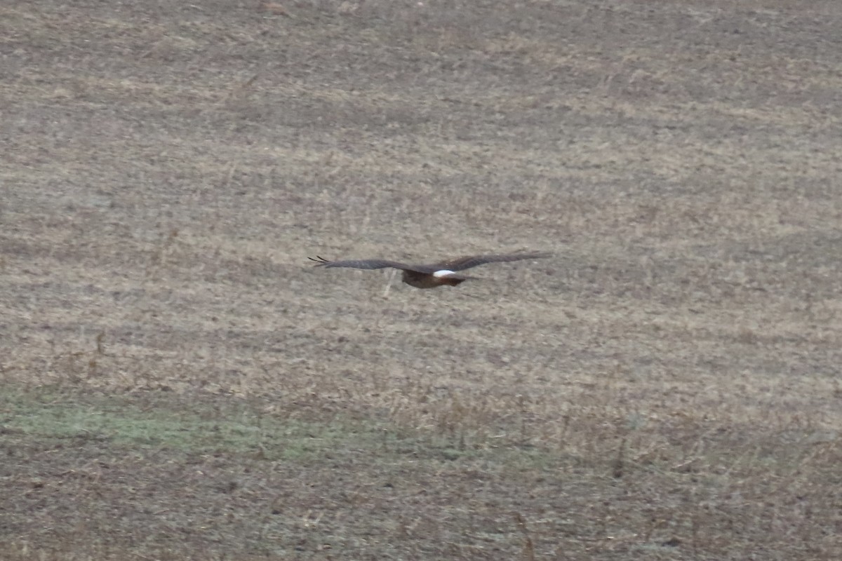Northern Harrier - ML646537208