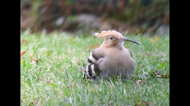 Abubilla Común - ML646537209