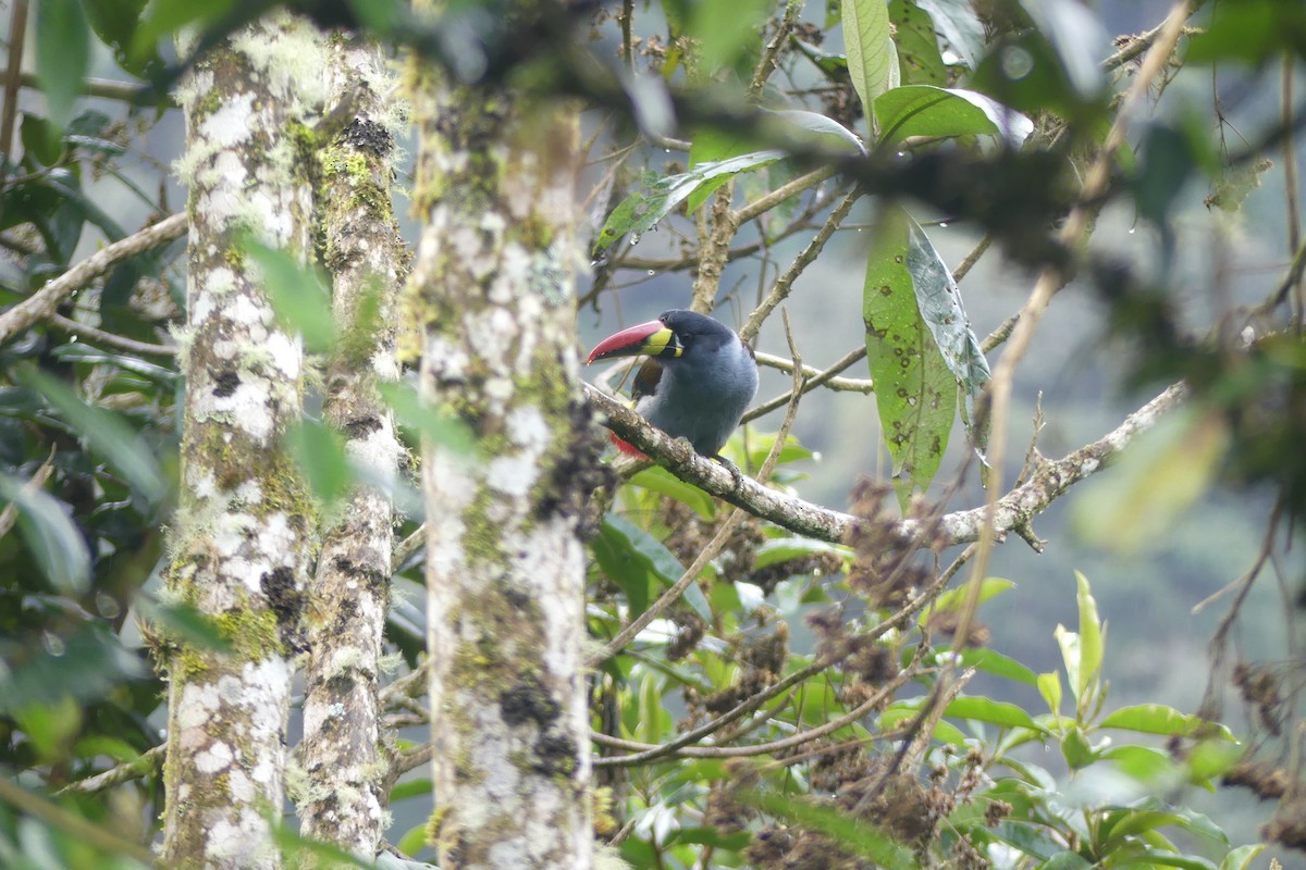 Gray-breasted Mountain-Toucan - ML646537215