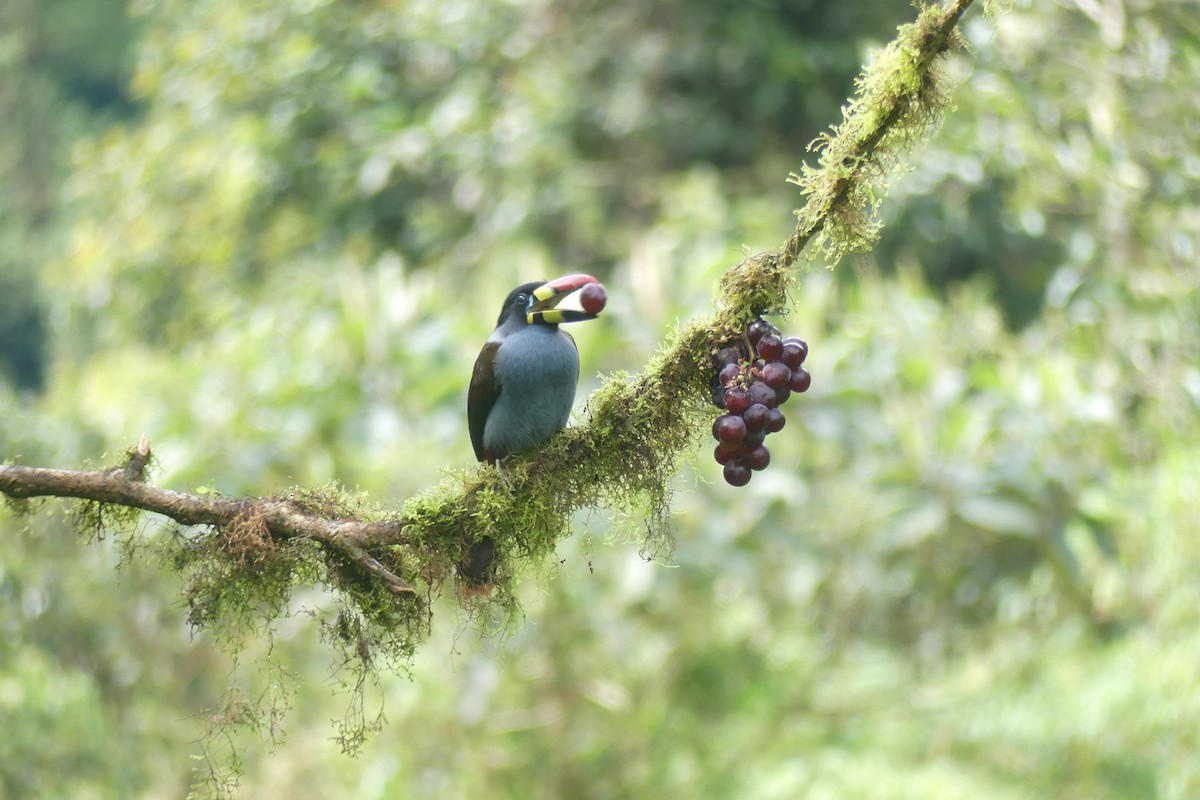 Gray-breasted Mountain-Toucan - ML646537216