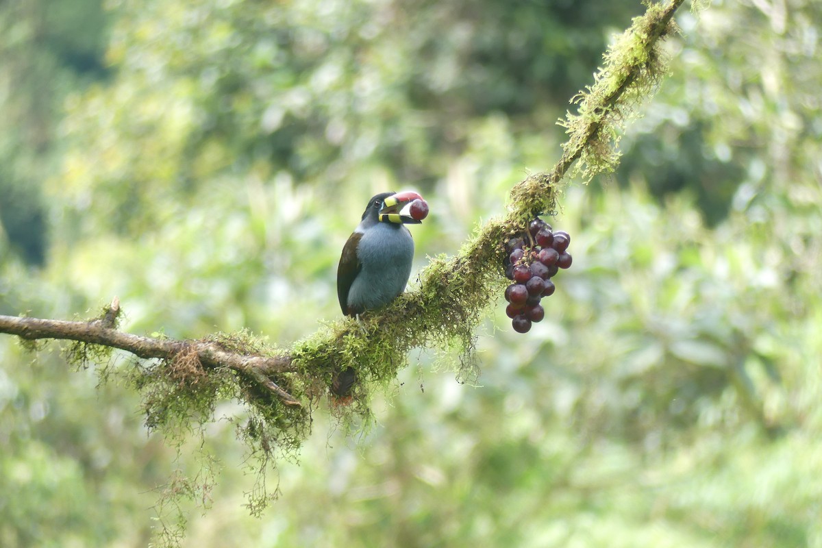 Gray-breasted Mountain-Toucan - ML646537217