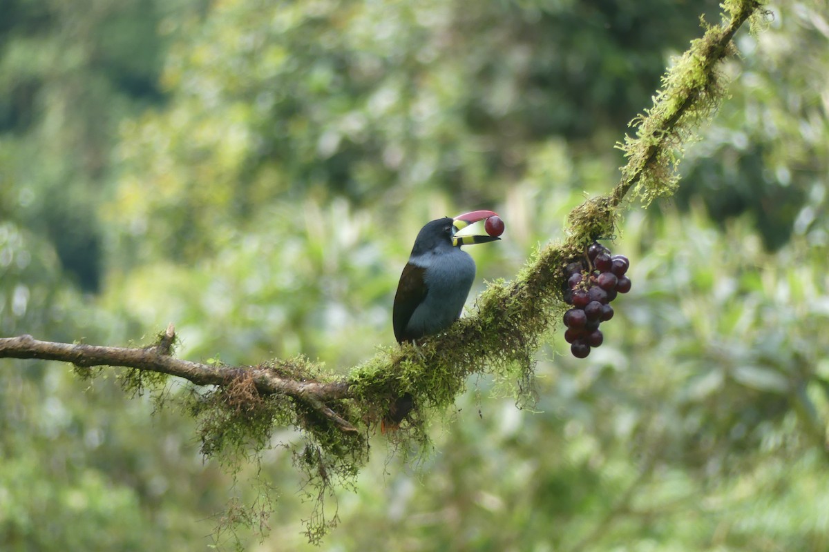 Gray-breasted Mountain-Toucan - ML646537218