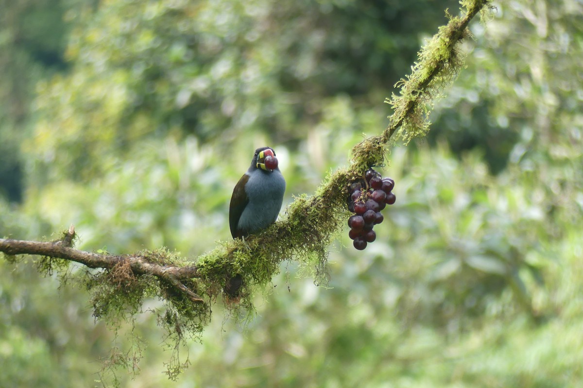 Gray-breasted Mountain-Toucan - ML646537219