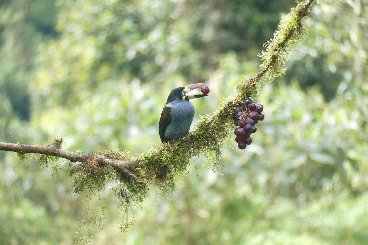 Gray-breasted Mountain-Toucan - ML646537221