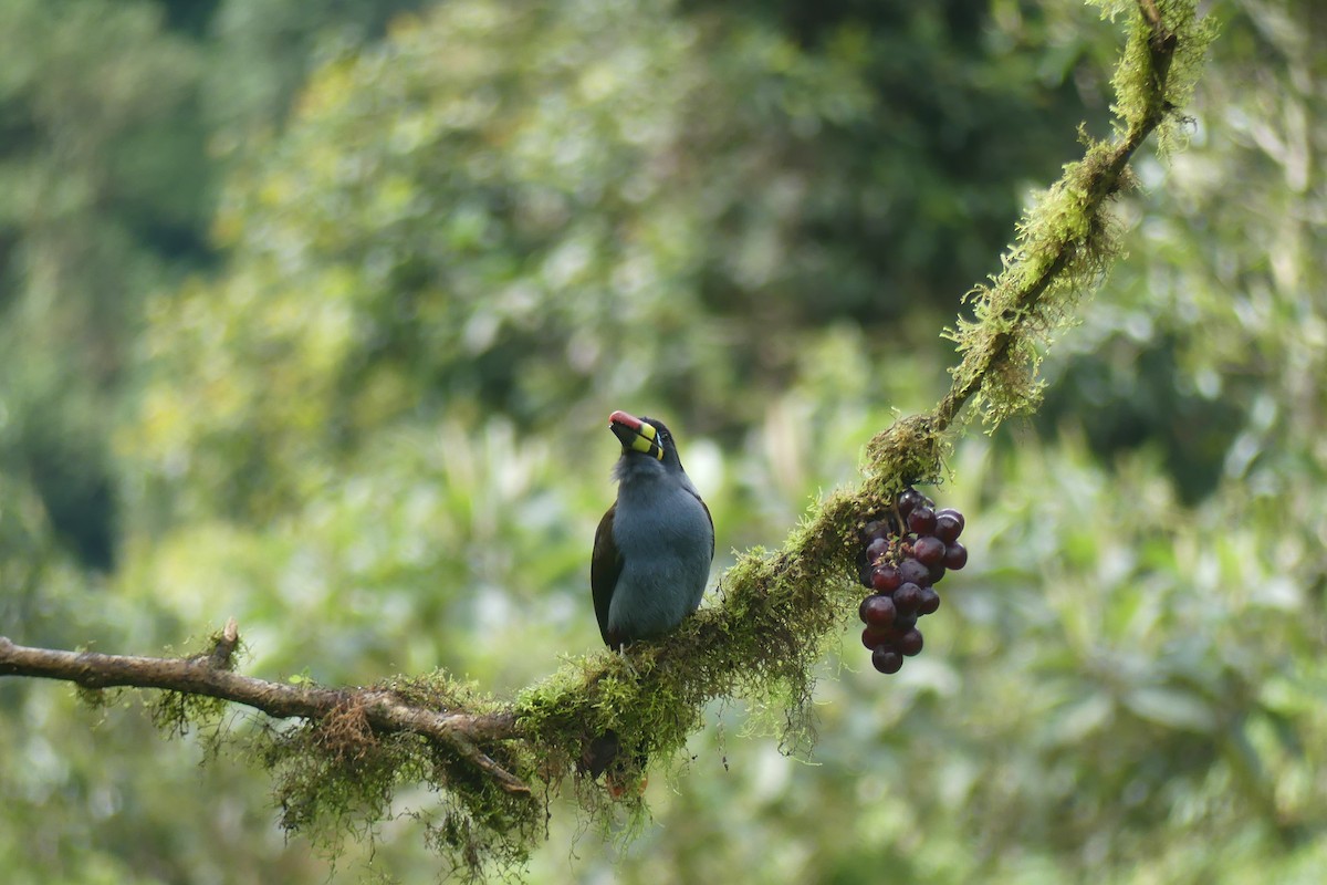 Gray-breasted Mountain-Toucan - ML646537223
