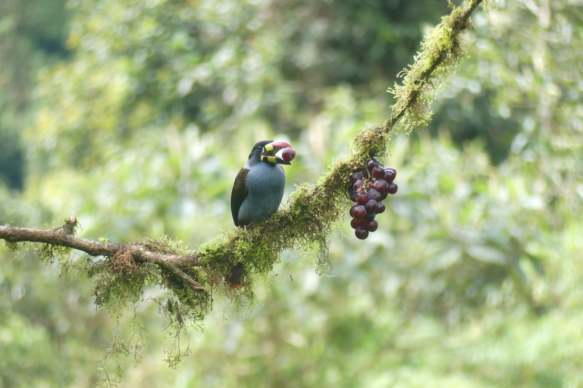 Gray-breasted Mountain-Toucan - ML646537224