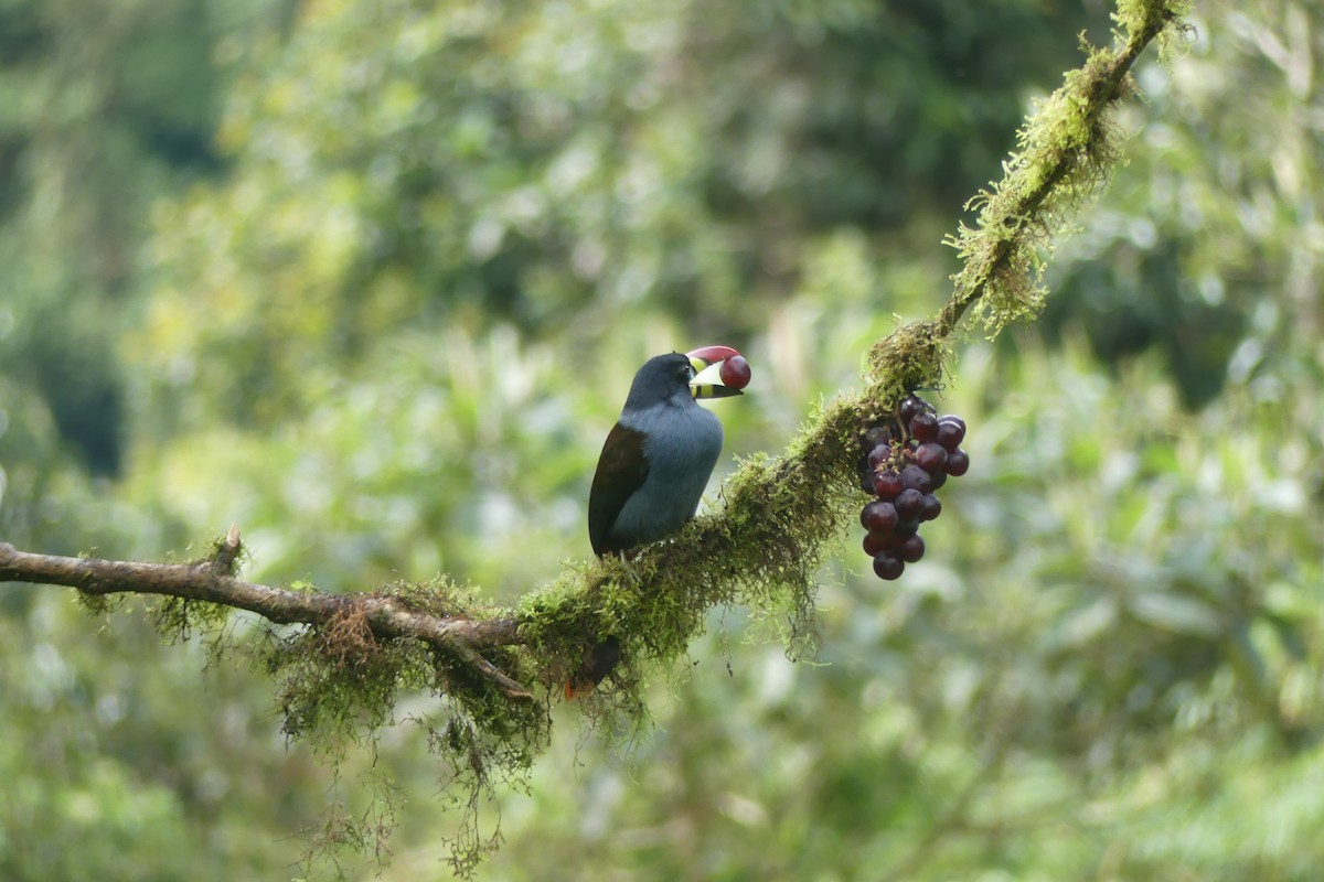 Gray-breasted Mountain-Toucan - ML646537225