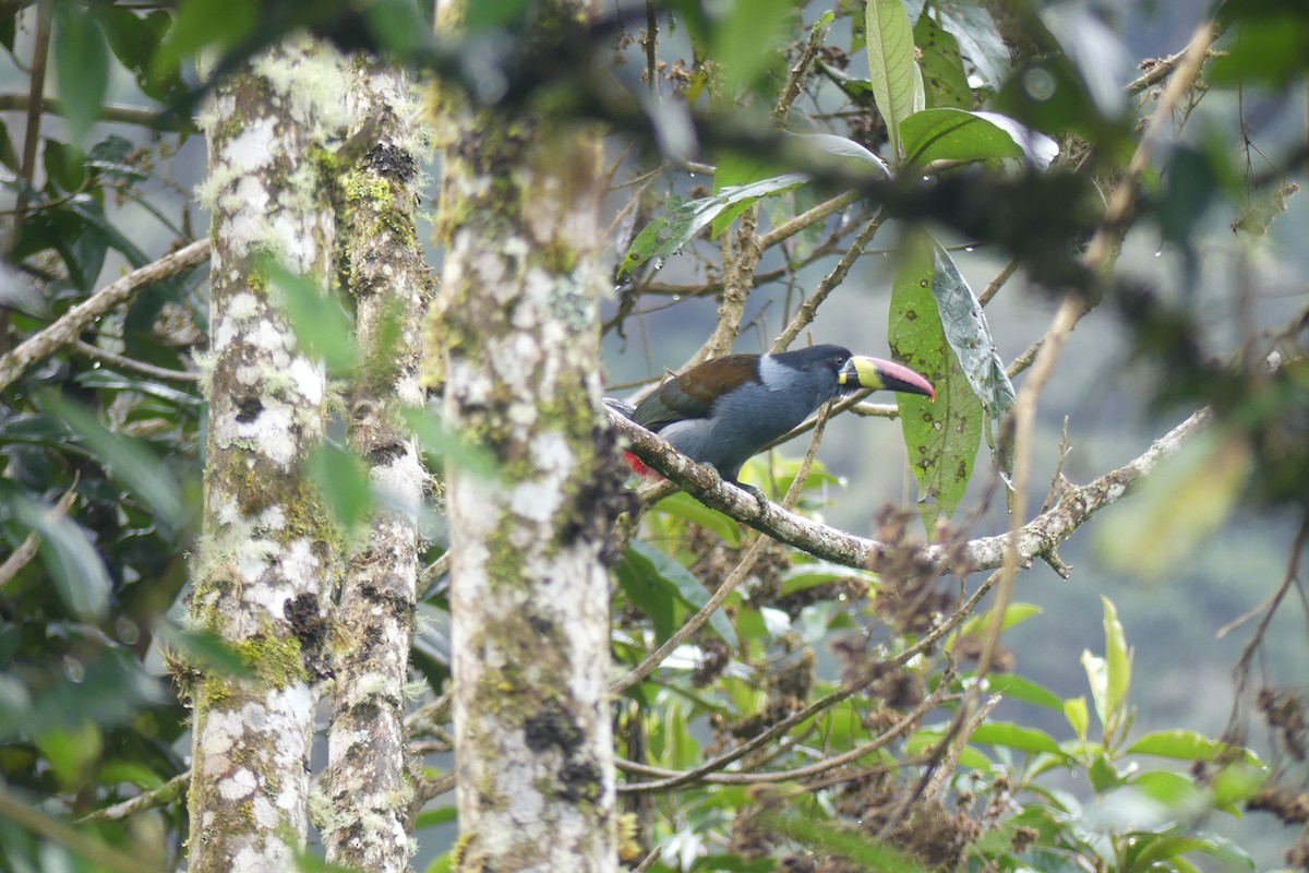 Gray-breasted Mountain-Toucan - ML646537226