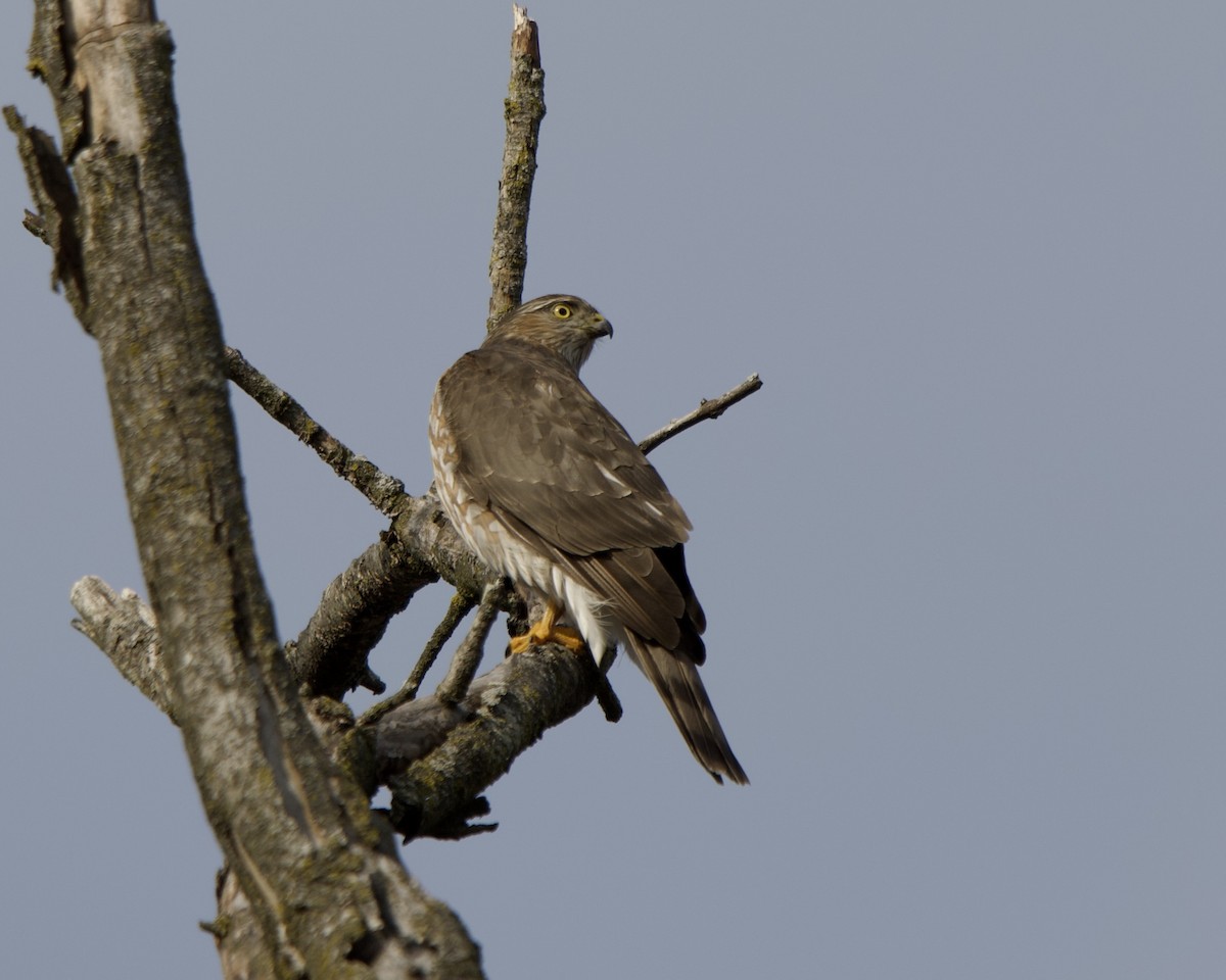 krahujec americký - ML646537232