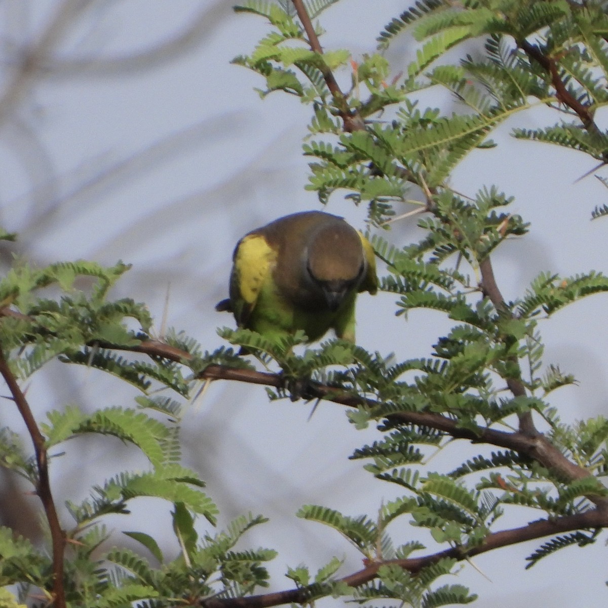 Meyer's Parrot - ML646537233
