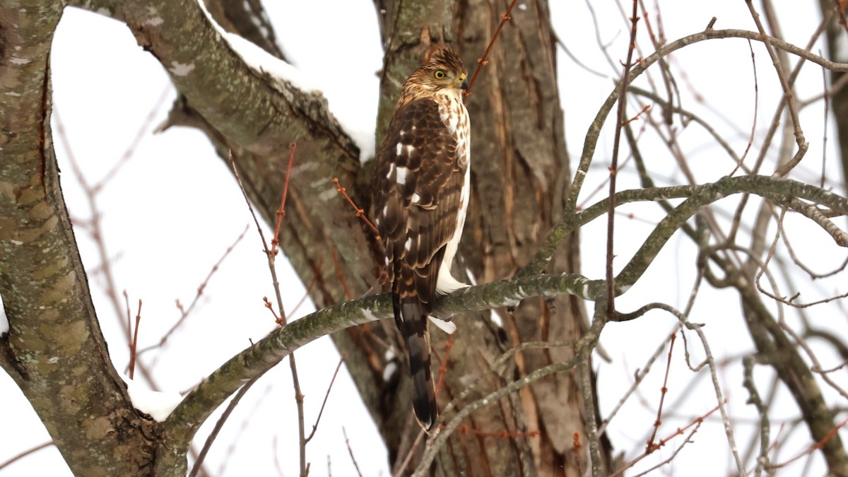 Cooper's Hawk - ML646537235