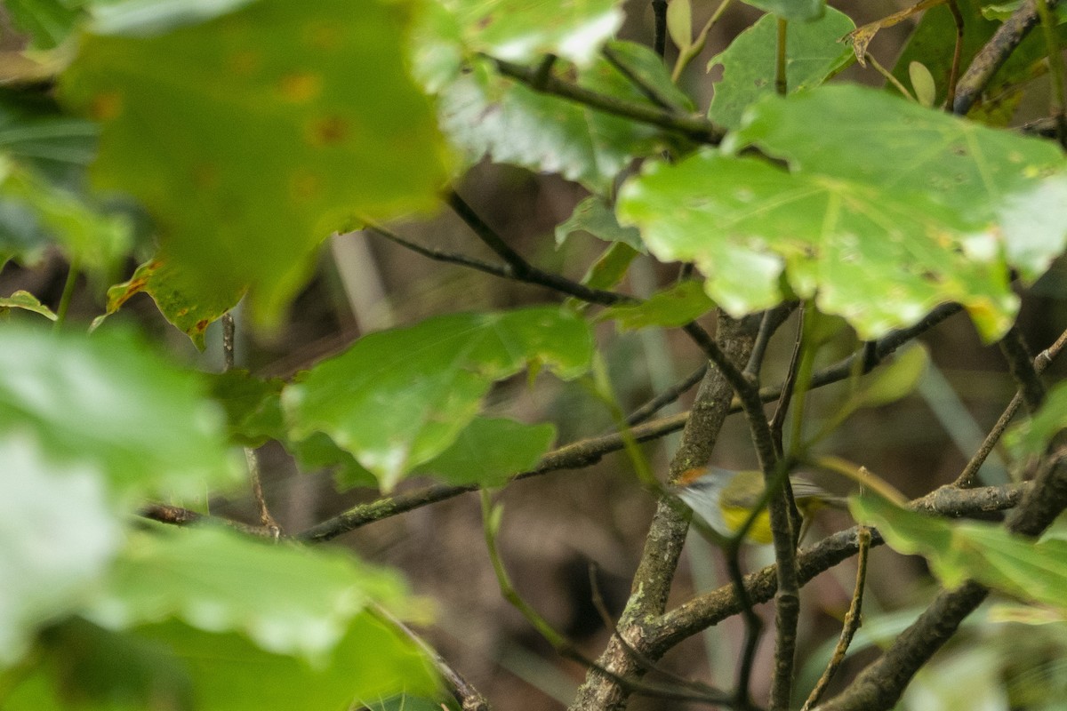 Mountain Tailorbird - ML646537236