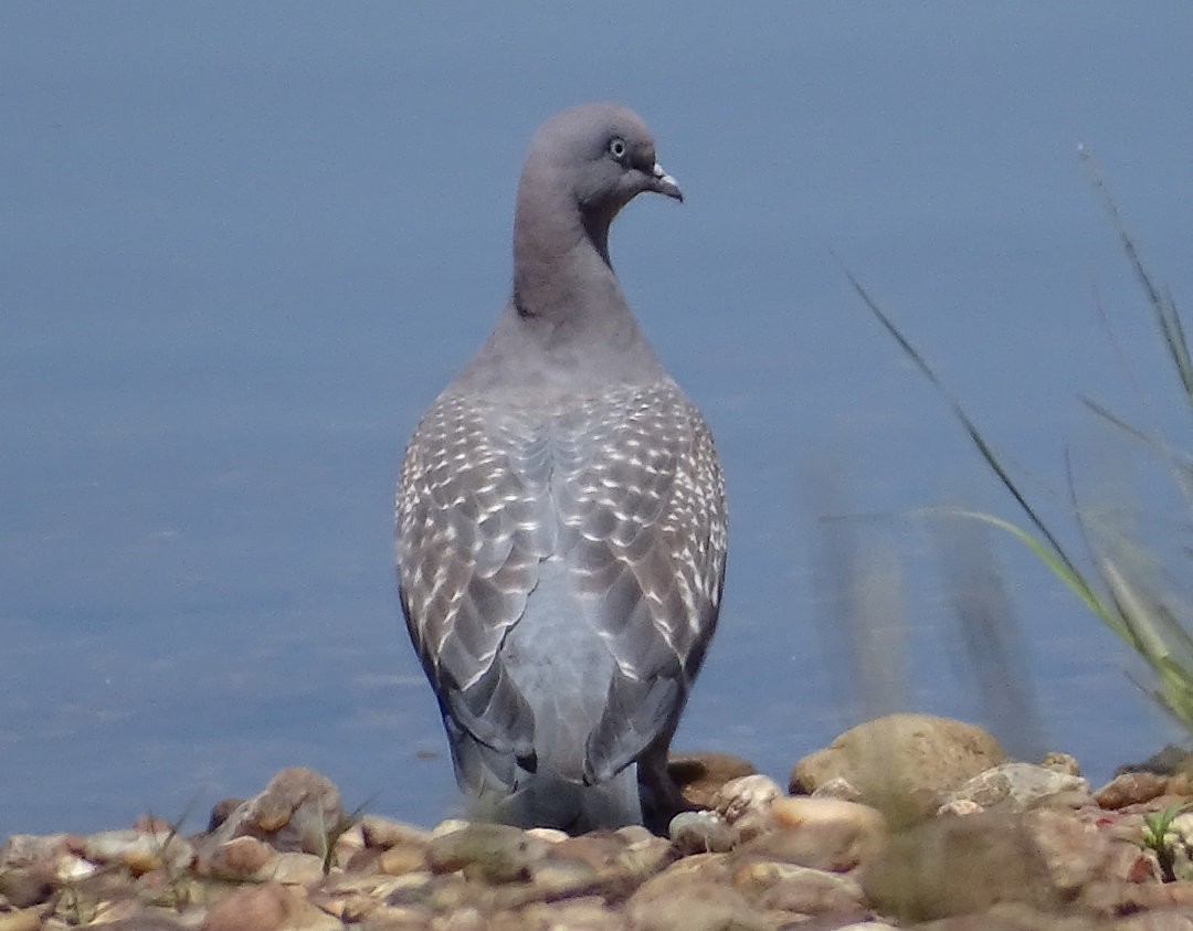 Spot-winged Pigeon - ML646537238