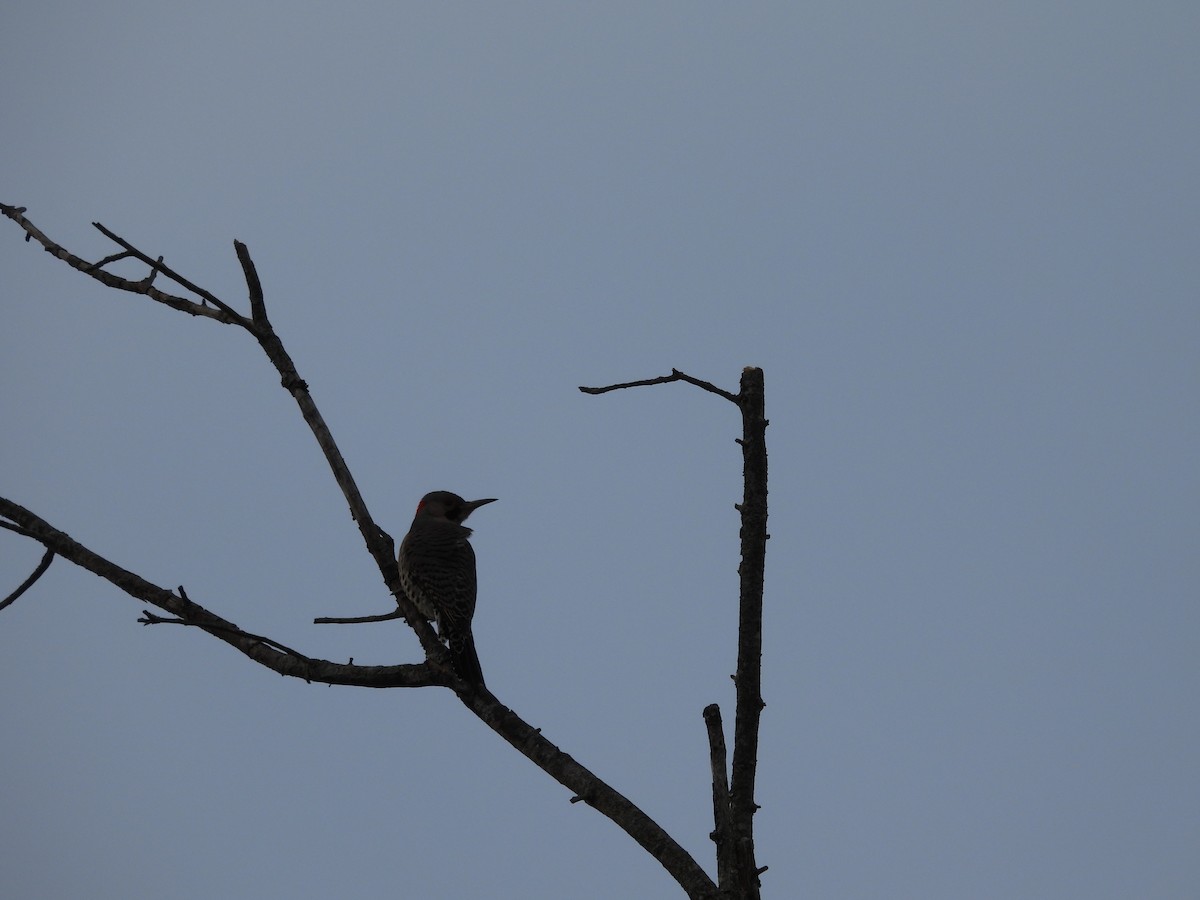 Northern Flicker - ML646537239