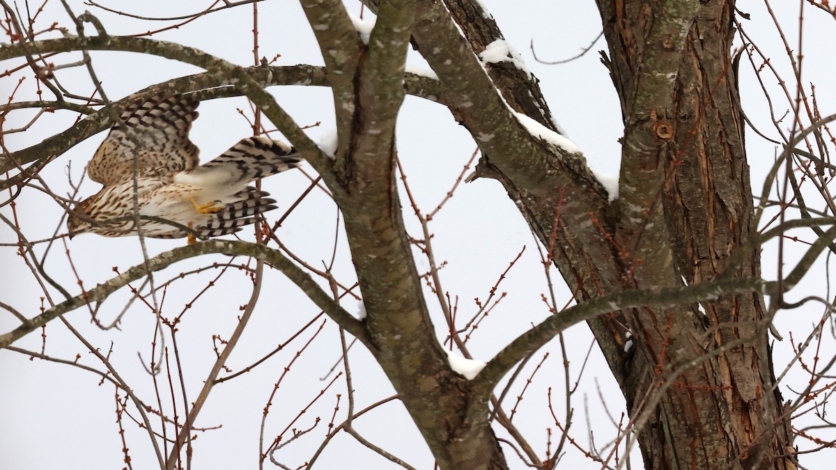 Cooper's Hawk - ML646537240