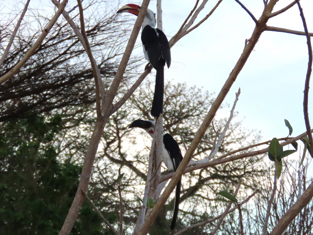 Von der Decken's Hornbill - ML646537241