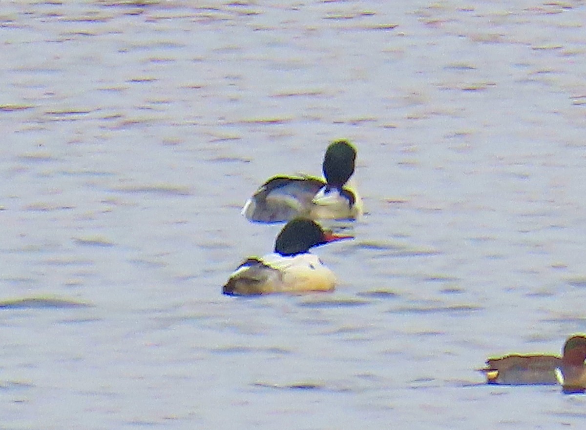 Serreta Grande - ML646537242