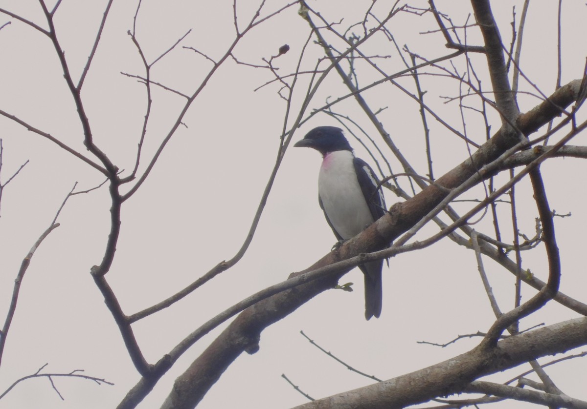 Purple-throated Cotinga - ML646537243
