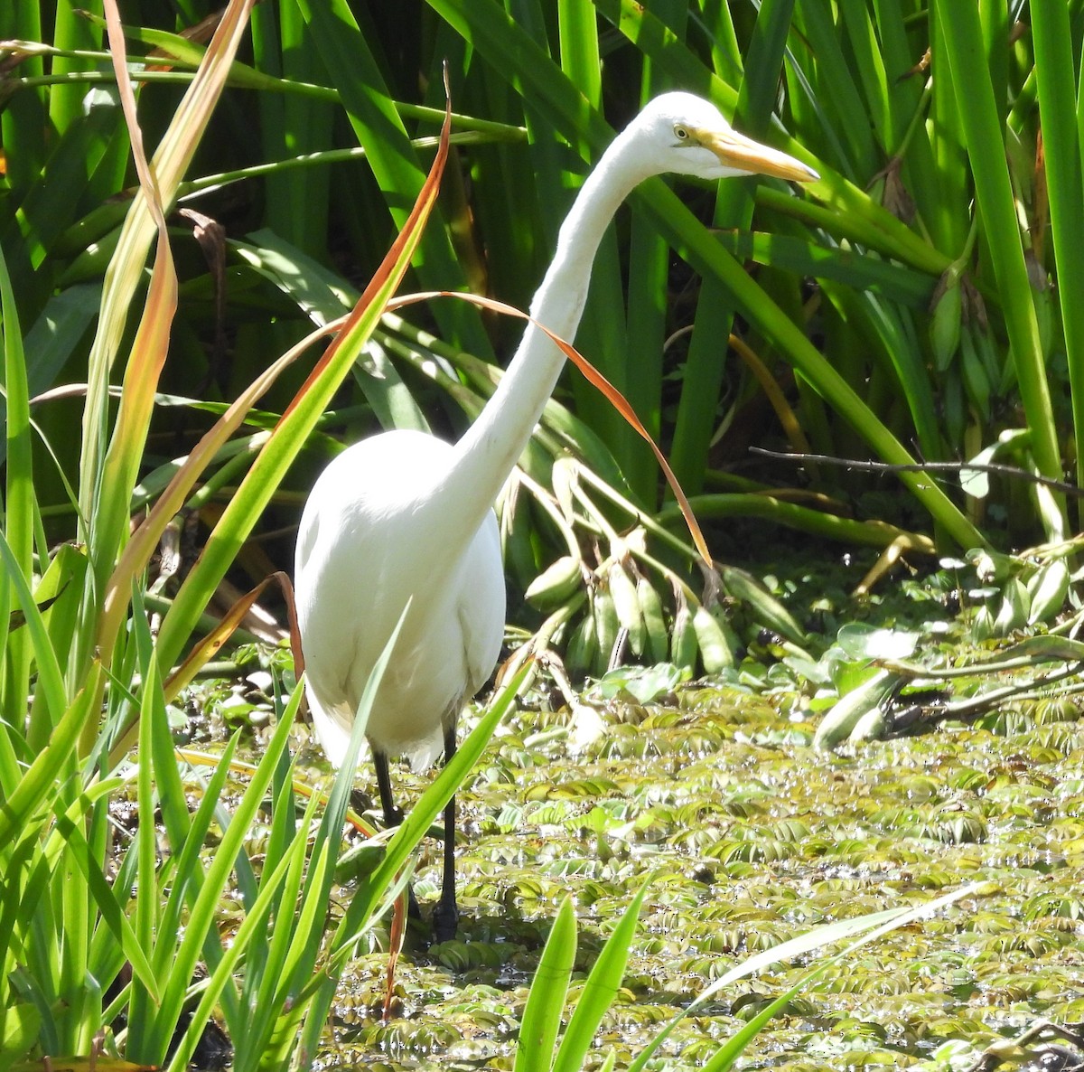 Koartza zuria - ML646537244