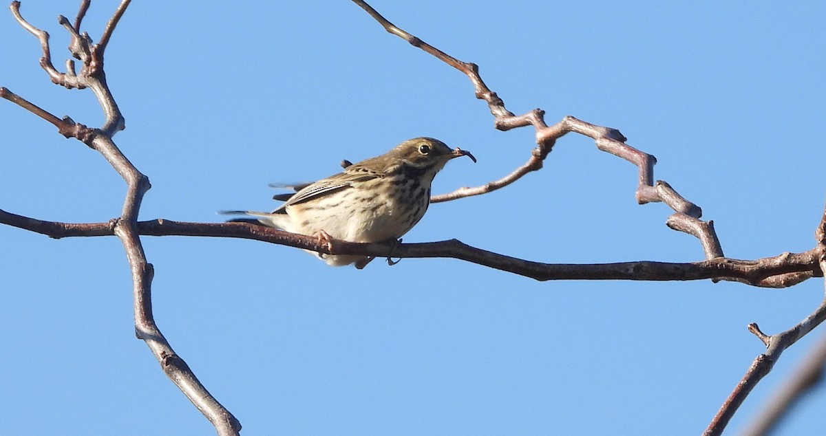 Negu-txirta - ML646537247