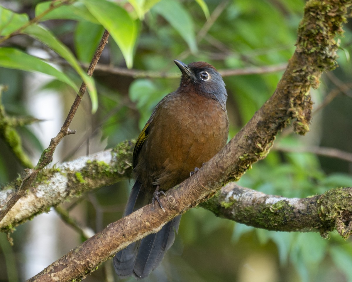 Chestnut-capped Laughingthrush - ML646537250