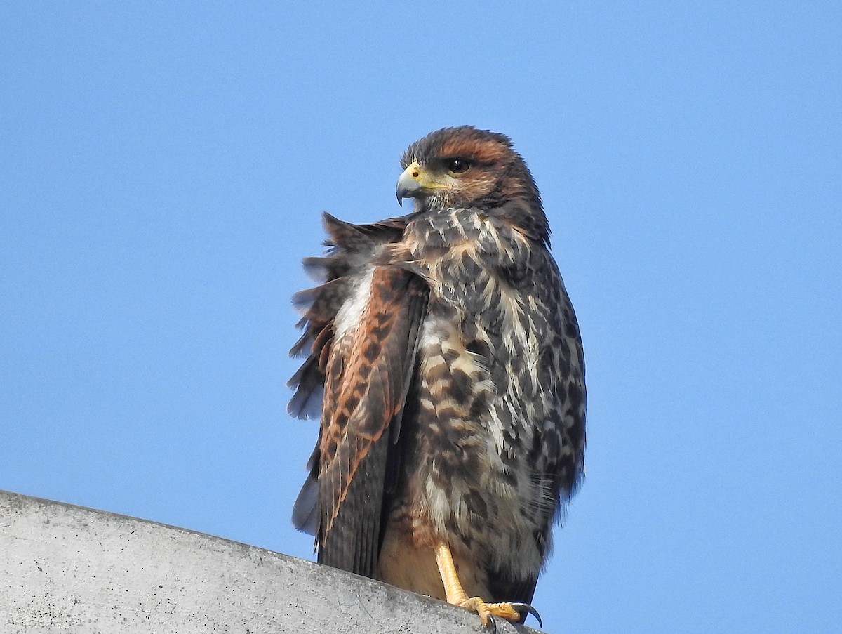 Harris zapelatza - ML646537252