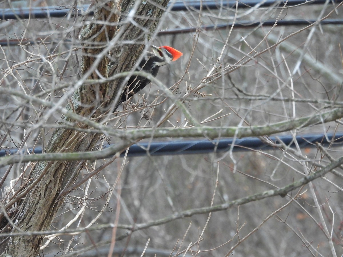 Pileated Woodpecker - ML646537254