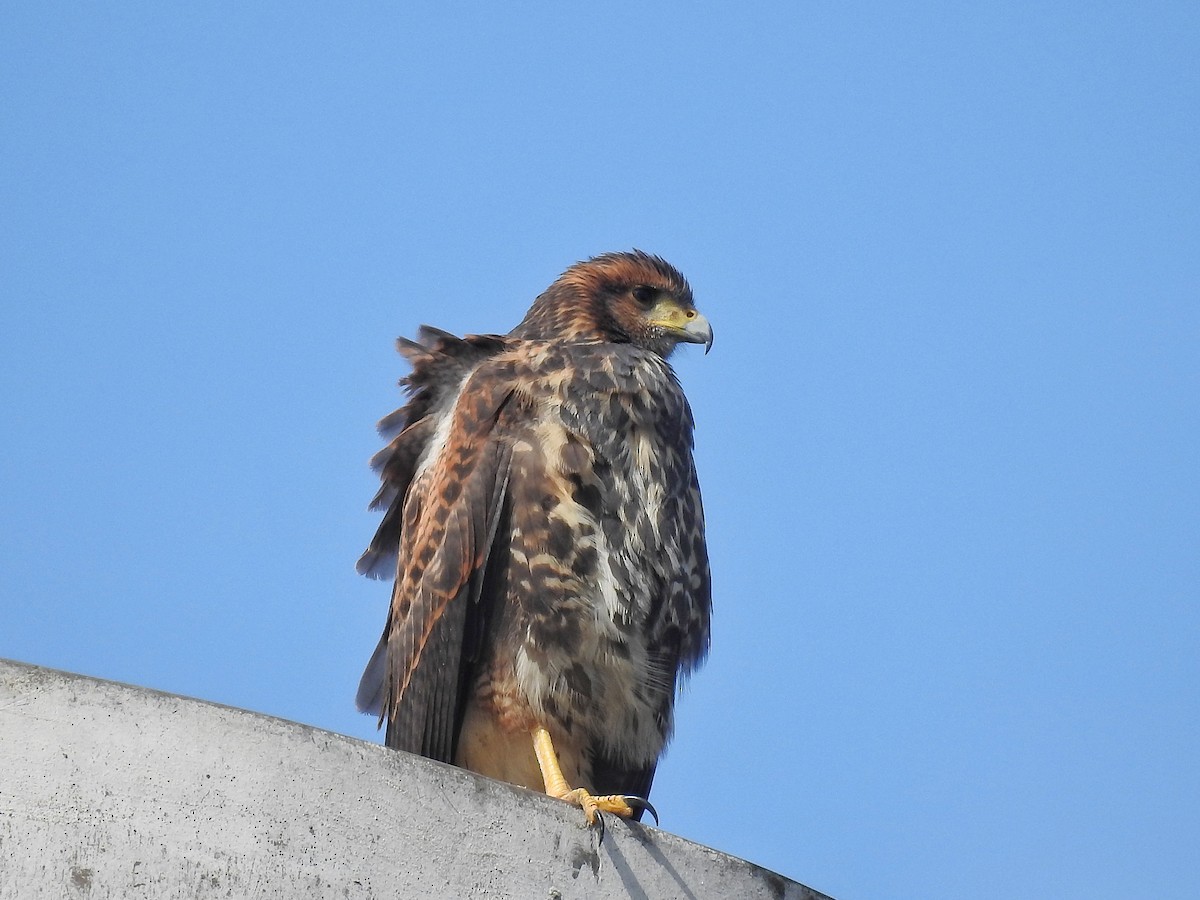 Harris zapelatza - ML646537255