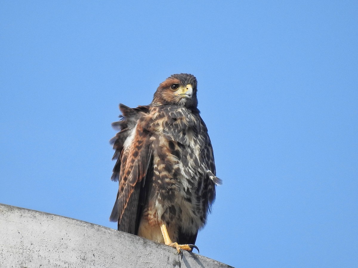 Harris zapelatza - ML646537256