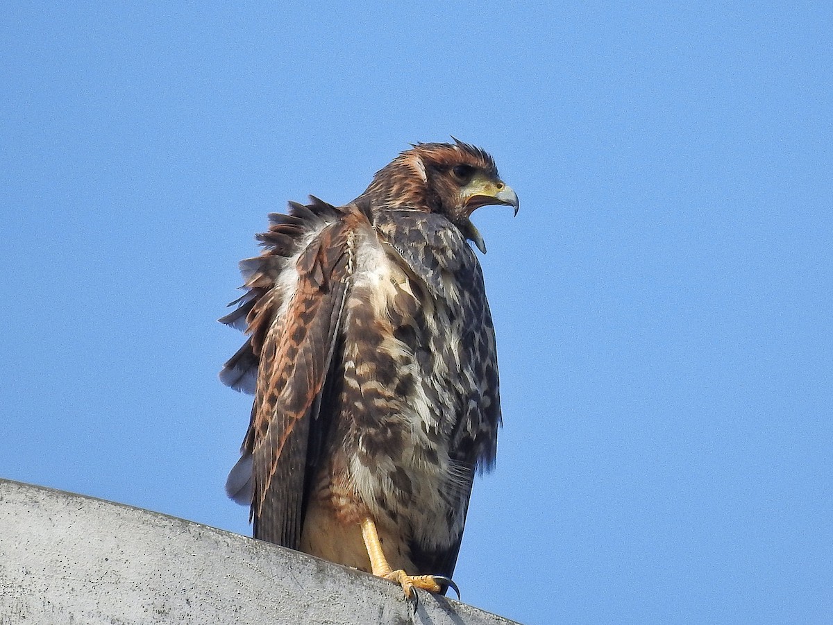 Harris zapelatza - ML646537258