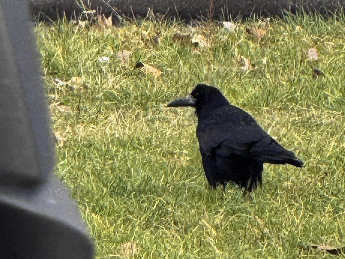 Ipar-belea - ML646537259